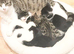 White and Tabby