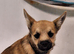 with great sadness. Needs to rehome.