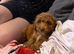 Red cockapoo