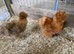 USA  Bearded Silkies