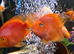 Various blood parrot cichlids