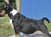 Quality miniature english bull terrier puppies