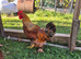 Welsummer/Maran cross cockerel. FREE.