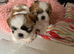 Shih Tzu puppies