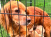 Gold cockapoo puppies