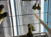Baby lovebirds Glasgow
