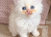 Ragdoll x Persian