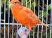 Stunning Canaries - Reds, Norwich, Lizards, Agate, Grey wing