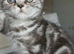 Bsh. Silver Classic Tabby. Ready on the end of June to new homes.