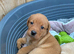 KC Labrador Retriever puppies