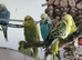 Pair of budgies