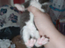 Two kittens looking for there forever home