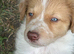 Stunning Border Collie pups