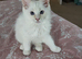 Maine coon x ragdoll