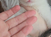 Scottish fold x ragdoll
