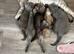 TICA /Scottish fold/BSH kittens