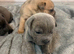 Last pup remaining Price drop French pei pups