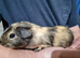 Californian cross male guinea pigs