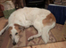 Elderly lurcher Patch looking to spend his final days somewhere understanding and peaceful