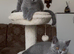 Three sweet little blue Britishshorthair female kittens are available for sale