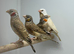 Cut throat finch