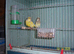 GREENFINCHES PIED