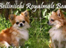 Beautiful golden sabel boy