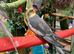 Semi-Tame Cockatiel &ndash; &pound;80