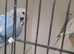 Baby Budgies / Cockatiels