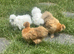 Silkie Chick for sale