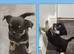 Chihuahua puppies