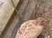 Japanese Quails looking for a new homr