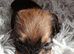 Kc Miniature wire haired dachshund pups