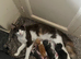 Kittens available 12 weeks