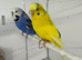 Bonded Pair Male Female Budgies