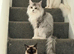 Stunning seal point mitted ragdoll