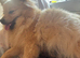 Pomeranian puppies
