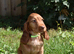 Ready Now Kc Reg Show Type Cocker Spaniel