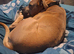 Staffy x