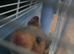 Selling baby syrian hamster