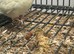 Stunning Various Baby Kakarikis