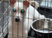 Bo – Lovely Jack Russell Looking for a Loving Active Home