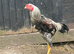 Indio Gigantie chickens