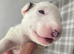 Beautiful Bullterrier pups