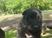 Pure bred German shepherd puppy&rsquo;s