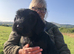 Russian Black Terrier Pups for Sale