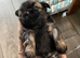 imperial karisishi dobie shih tzus
