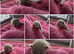 RAGDOLLS KITTENS /Reservation Open.