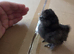 silkie usa chicks