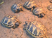 2026 herman hatchling (eastern)